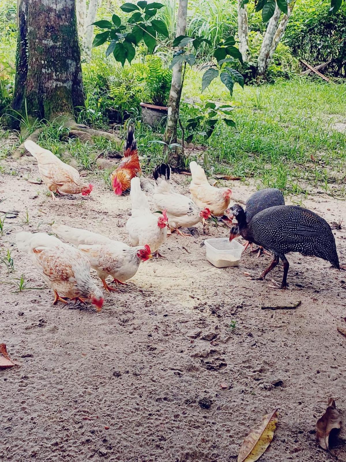 Hotel Eco Sitio O Labirinto Do Fauno Mosqueiro  Zewnętrze zdjęcie