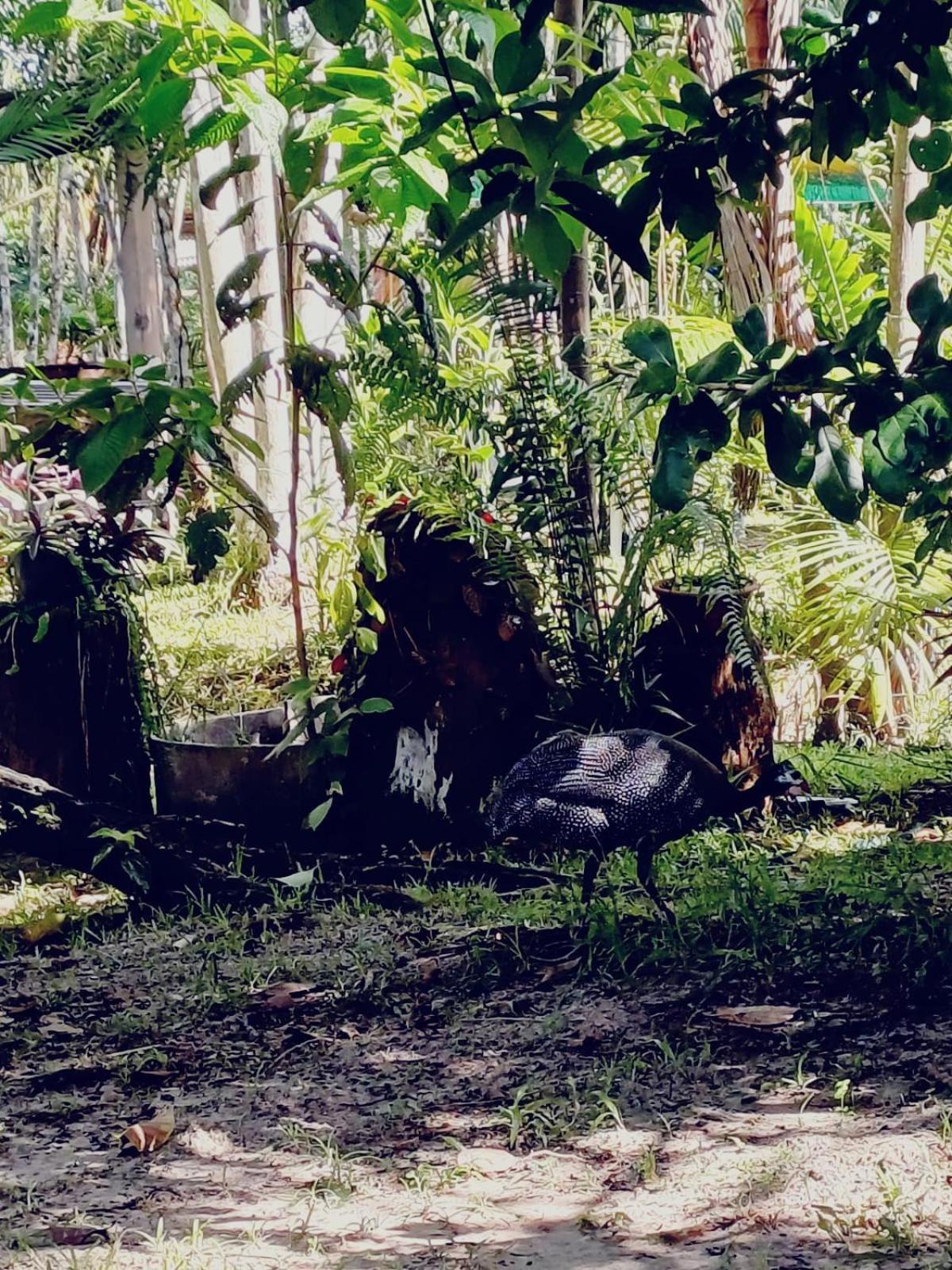 Hotel Eco Sitio O Labirinto Do Fauno Mosqueiro  Zewnętrze zdjęcie